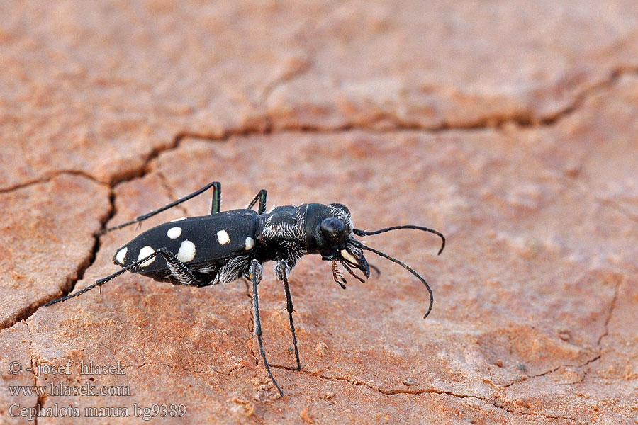 Cephalota maura Cicindela