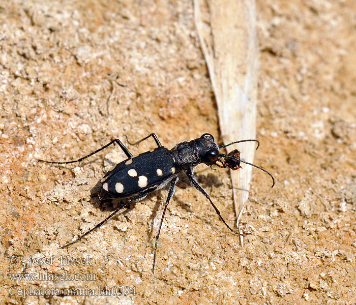 Cephalota maura Cicindela