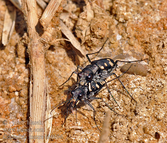 Cephalota maura Cicindela