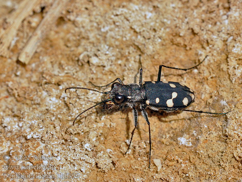 Cephalota maura Cicindela