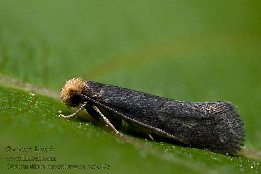 Hummelnestermotte Moľa zemná Cephimallota crassiflavella