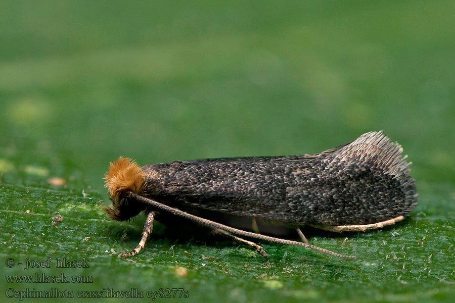 Moľa zemná Cephimallota crassiflavella