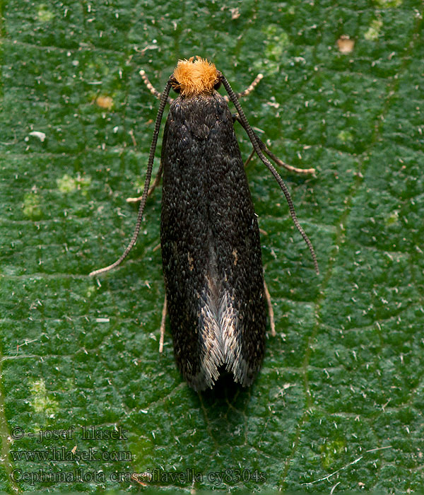 Cephimallota crassiflavella