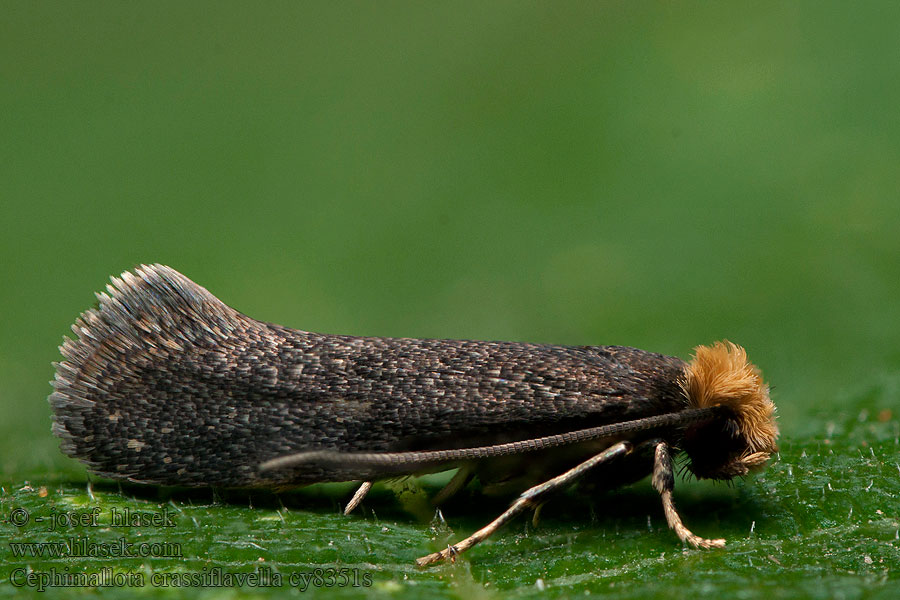 Cephimallota crassiflavella