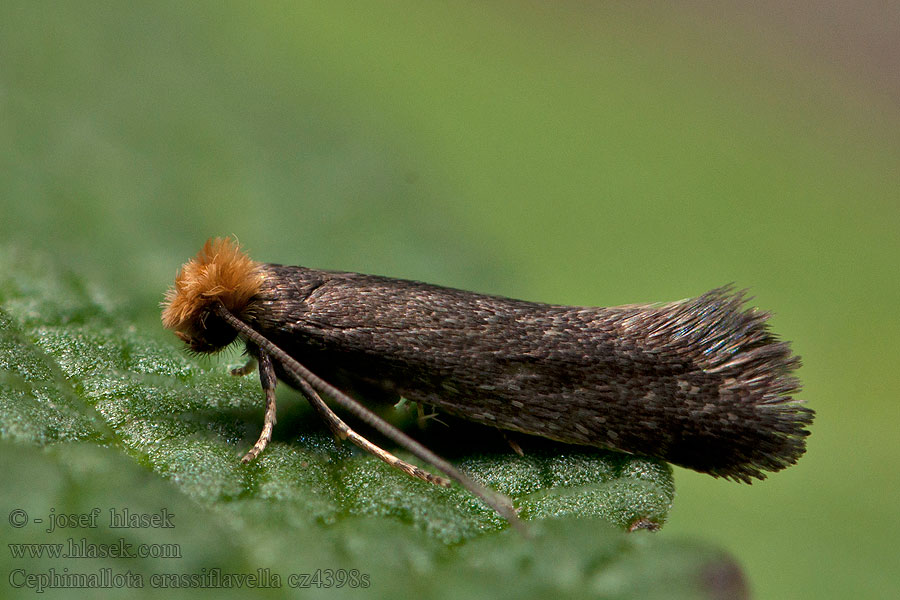 Cephimallota crassiflavella