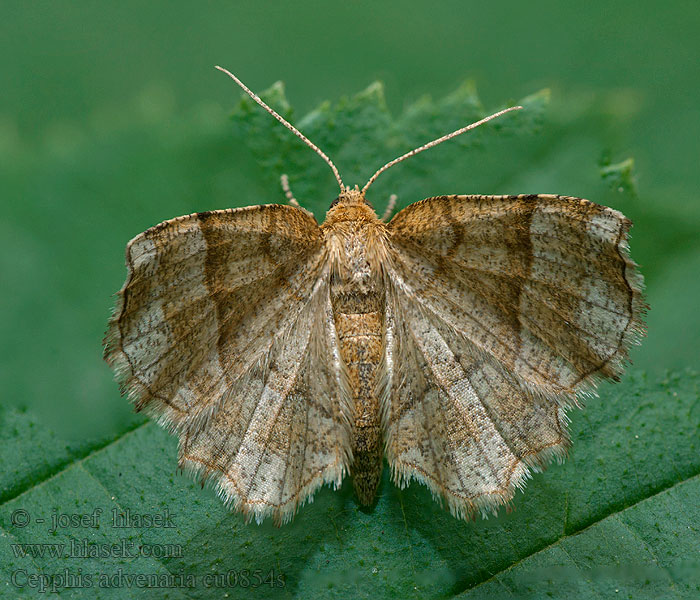 Cepphis advenaria