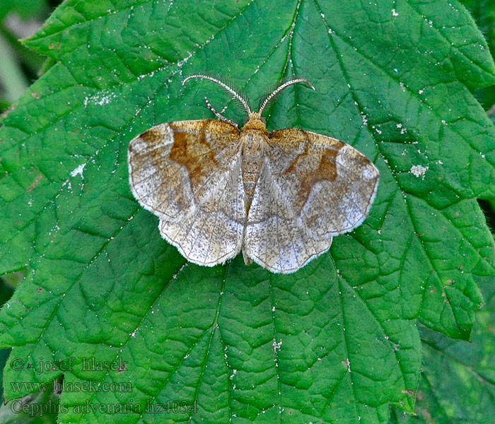 Brauner Heidelbeerspanner Little Thorn Epione étrangère