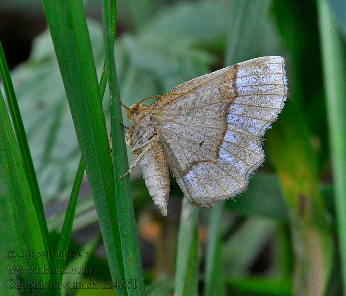 Brauner Heidelbeerspanner Cepphis advenaria