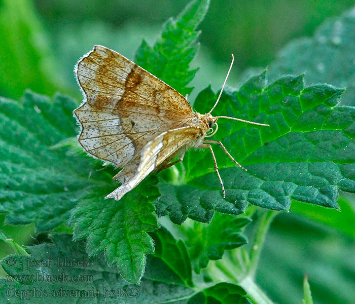 Little Thorn Cepphis advenaria