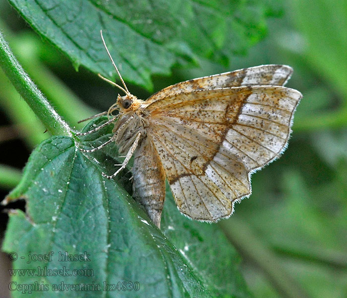 Epione étrangère Cepphis advenaria