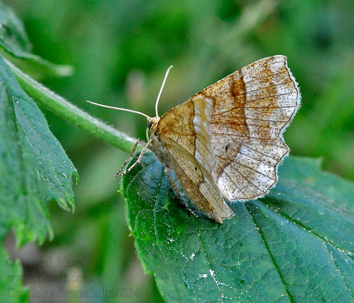 Kleine herculesspanner Cepphis advenaria