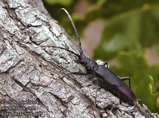 Grand capricorne chêne Heldenbok Velika hrastova strizibuba Cerambice della quercia Nagy hõscincér Croitor mare Усач дубовый большой Hrastov kozliček Capricornio encinas Större ekbock Büyük Teke Böceği Tekeböceği Вусач великий дубовий західний Cerambyx cerdo Tesařík obrovský Cerambyx longicorn Great capricorn beetle Bolshoj dubovyj usach Große Eichenbockkäfer Fuzáč veľký Голям сечко Egebuk