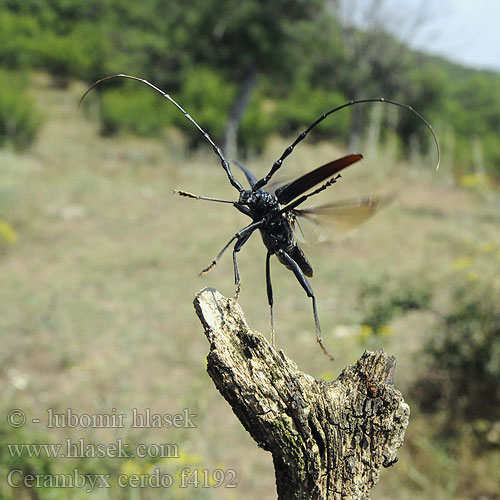 Cerambyx cerdo Tesařík obrovský Cerambyx longicorn Great capricorn beetle Bolshoj dubovyj usach Große Eichenbockkäfer Fuzáč veľký Голям сечко Egebuk Grand capricorne chêne Heldenbok Velika hrastova strizibuba Cerambice della quercia Nagy hõscincér Croitor mare Усач дубовый большой Hrastov kozliček Capricornio encinas Större ekbock Büyük Teke Böceği Tekeböceği Вусач великий дубовий західний