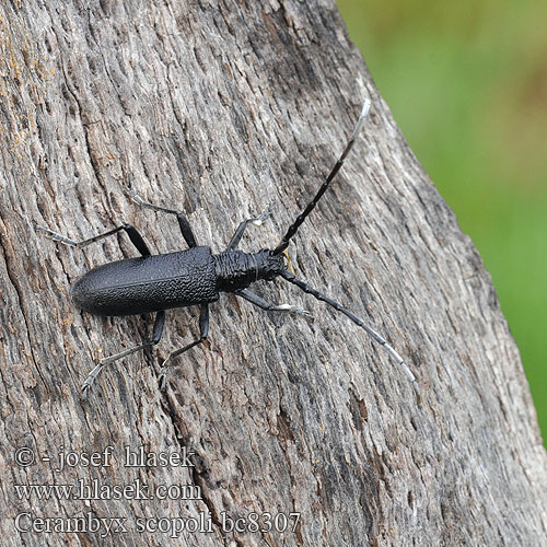 Cerambyx scopoli Capricorn beetle Tesařík bukový Kleine Eichenbock Eichen-Bockkäfer Fúzač bukový Sort bøgebuk Petit Capricorne Scopoli Kis hőscincér Kozioróg bukowiec Усач Скополи Mindre ekbock