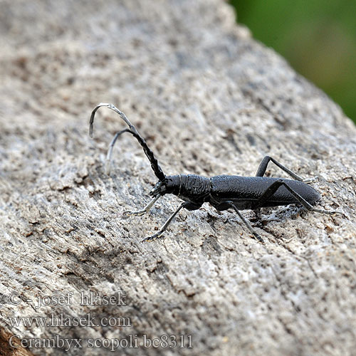 Fúzač bukový Sort bøgebuk Petit Capricorne Scopoli Kis hőscincér Kozioróg bukowiec Усач Скополи Mindre ekbock Cerambyx scopoli Capricorn beetle Tesařík bukový Kleine Eichenbock Eichen-Bockkäfer