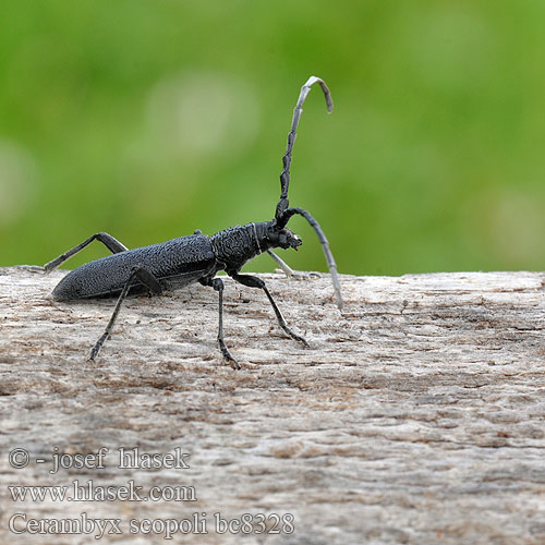 Kozioróg bukowiec Усач Скополи Mindre ekbock Cerambyx scopoli Capricorn beetle Tesařík bukový Kleine Eichenbock Eichen-Bockkäfer Fúzač bukový Sort bøgebuk Petit Capricorne Scopoli Kis hőscincér