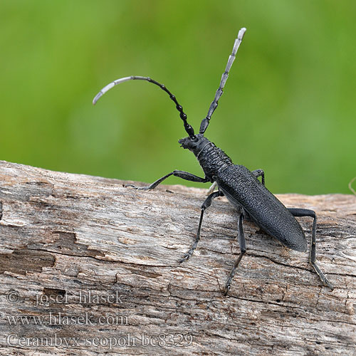 Capricorn beetle Tesařík bukový Kleine Eichenbock Eichen-Bockkäfer Fúzač bukový Sort bøgebuk Petit Capricorne Scopoli Kis hőscincér Kozioróg bukowiec Усач Скополи Mindre ekbock Cerambyx scopoli