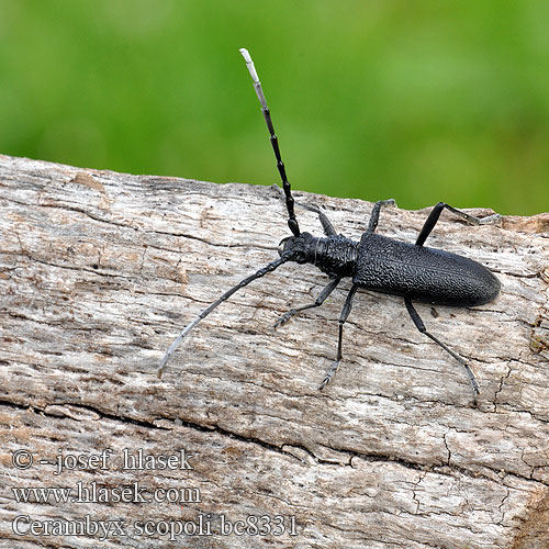 Kleine Eichenbock Eichen-Bockkäfer Fúzač bukový Sort bøgebuk Petit Capricorne Scopoli Kis hőscincér Kozioróg bukowiec Усач Скополи Mindre ekbock Cerambyx scopoli Capricorn beetle Tesařík bukový