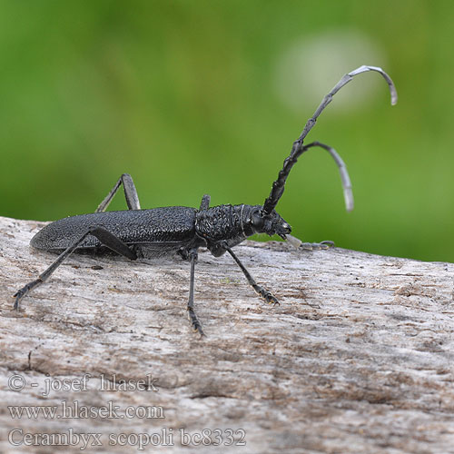 Sort bøgebuk Petit Capricorne Scopoli Kis hőscincér Kozioróg bukowiec Усач Скополи Mindre ekbock Cerambyx scopoli Capricorn beetle Tesařík bukový Kleine Eichenbock Eichen-Bockkäfer Fúzač bukový