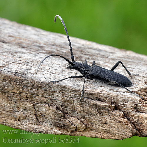 Petit Capricorne Scopoli Kis hőscincér Kozioróg bukowiec Усач Скополи Mindre ekbock Cerambyx scopoli Capricorn beetle Tesařík bukový Kleine Eichenbock Eichen-Bockkäfer Fúzač bukový Sort bøgebuk