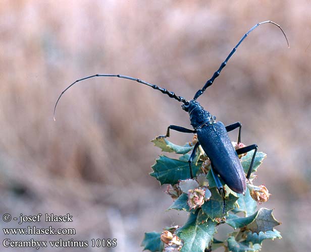 Cerambyx velutinus welensii Molyhos hőscincér