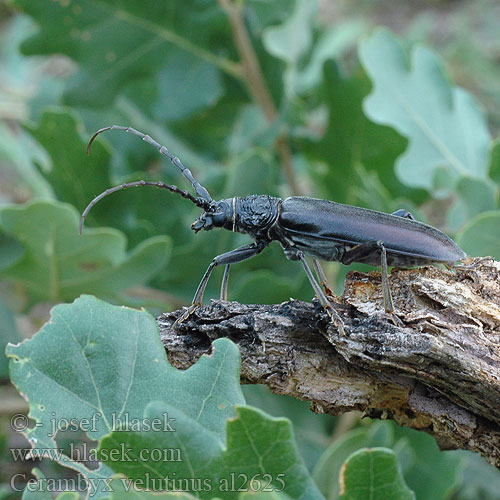 Cerambyx velutinus welensii Molyhos hőscincér