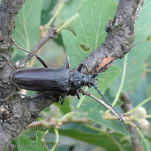 Molyhos hőscincér Cerambyx velutinus welensii