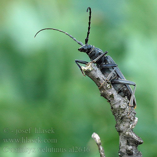 Cerambyx welensii velutinus Molyhos hőscincér