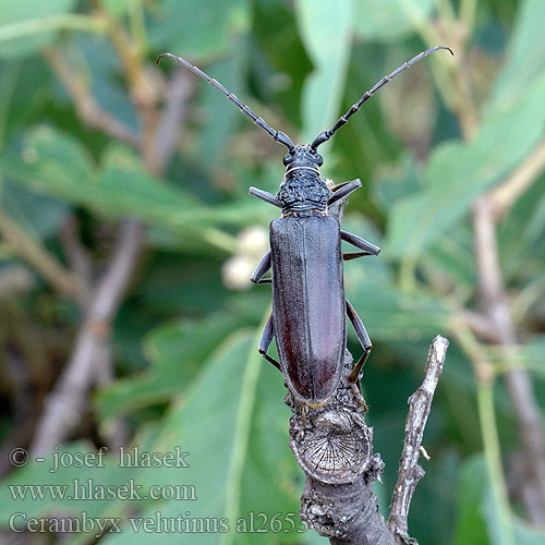 Cerambyx velutinus welensii Molyhos hőscincér