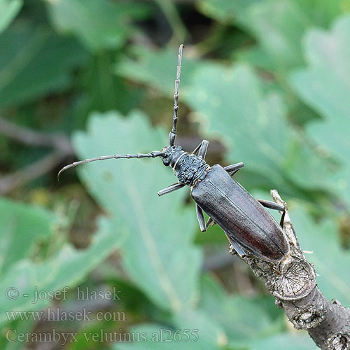 Cerambyx velutinus welensii Molyhos hőscincér