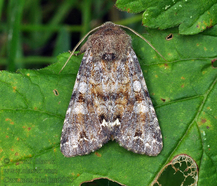 Ceramica pisi Můra hrachová Erbseneule Broom Moth Mora hrachová