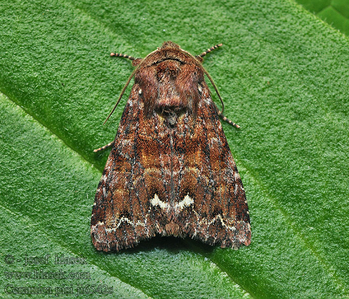 Můra hrachová Erbseneule Broom Moth Mora Ceramica pisi