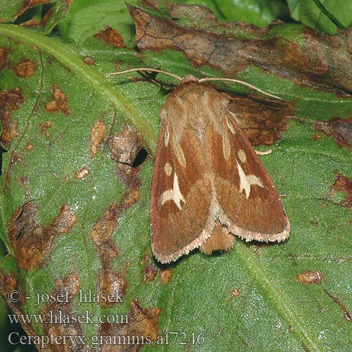 Mora lúčna Noctuelle céréales Совка яблонная зубцекрылая