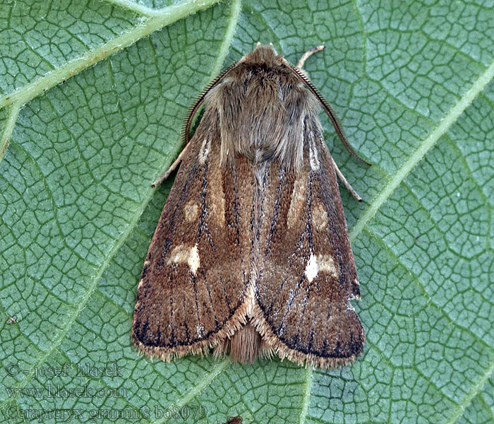 Můra luční Cerapteryx graminis