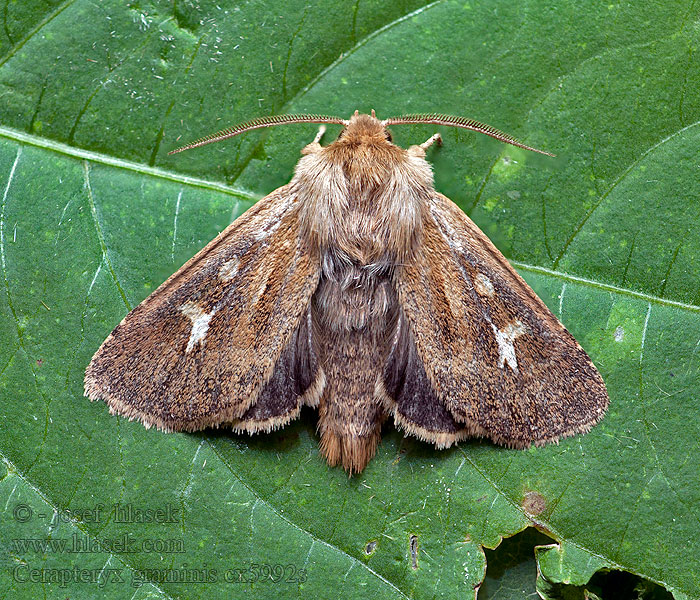 Cerapteryx graminis