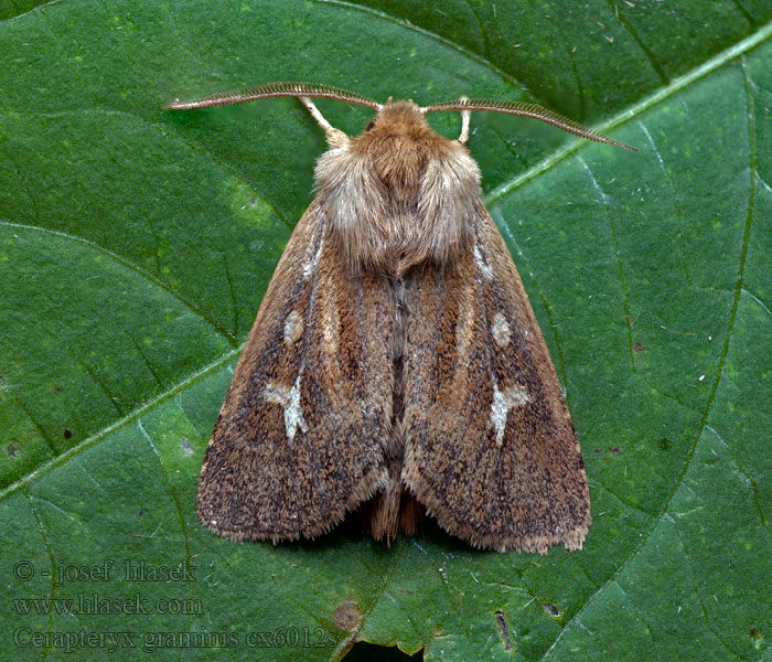 Cerapteryx graminis