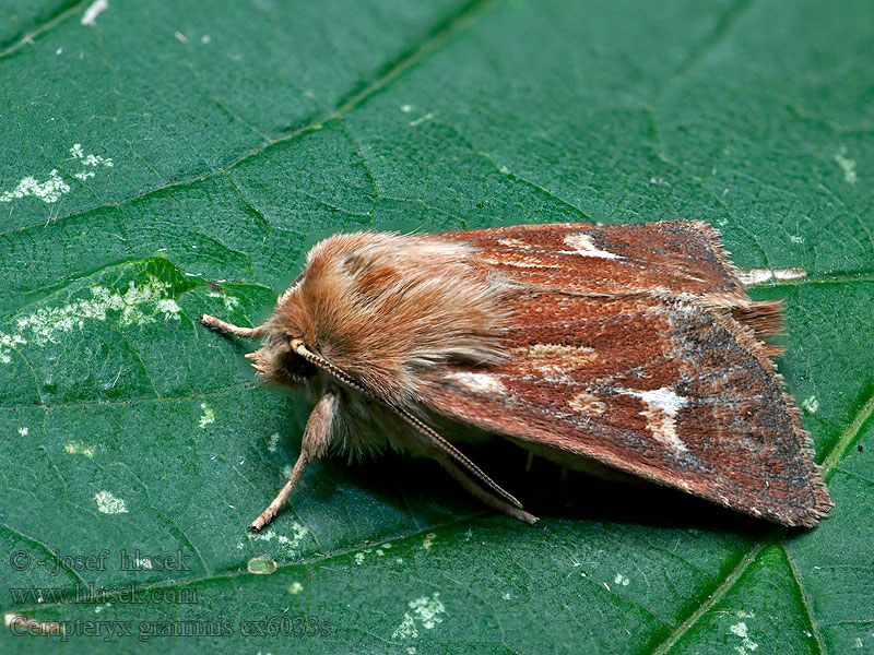 Cerapteryx graminis