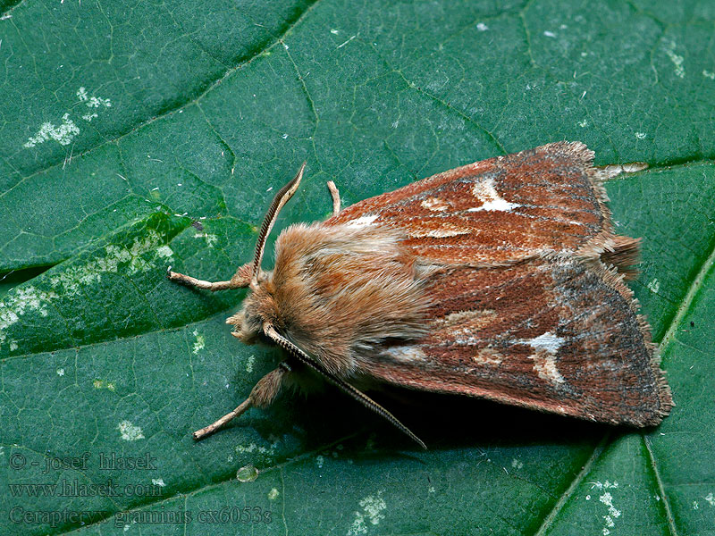 Cerapteryx graminis