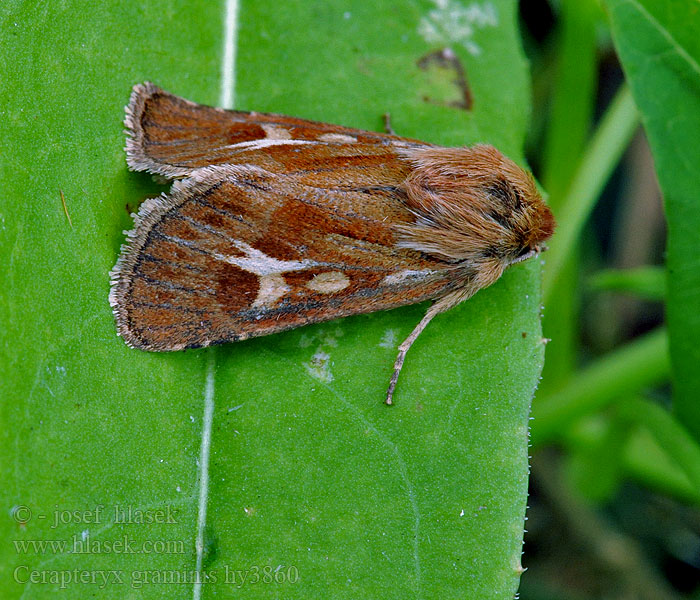 Cerapteryx graminis Můra luční