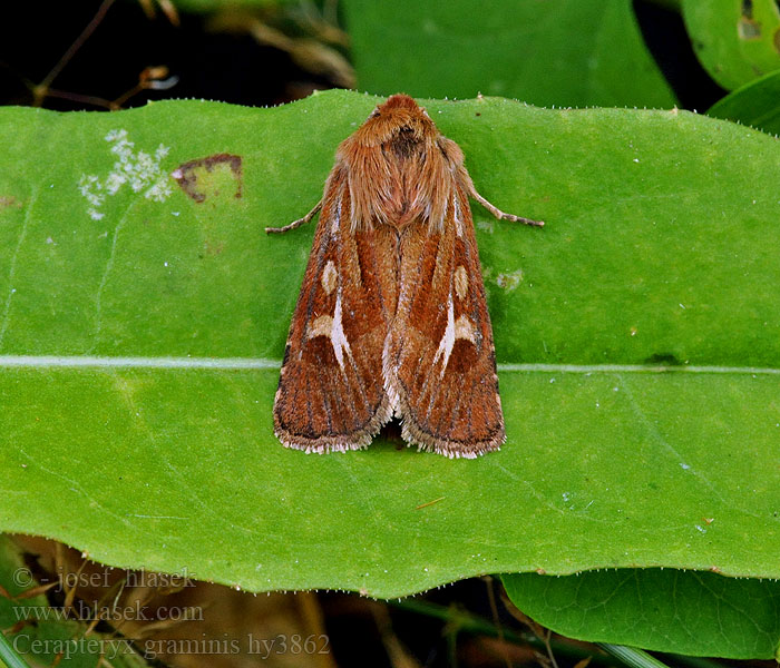 Cerapteryx graminis Dreizack-Graseule