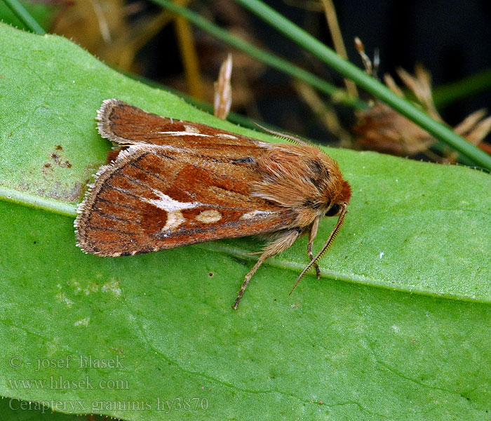 Cerapteryx graminis Mora lúčna