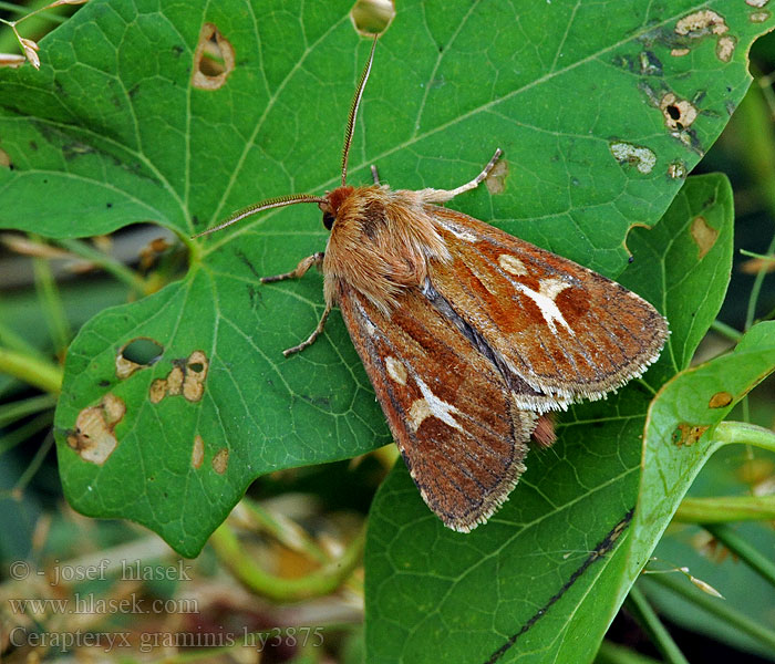 Cerapteryx graminis Noctuelle céréales