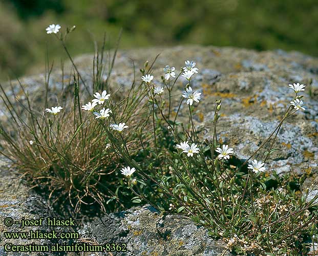 Cerastium alsinifolium