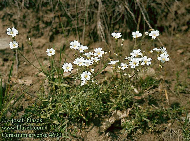 Cerastium arvense Field Mouse-ear ketohärkki Céraiste champs