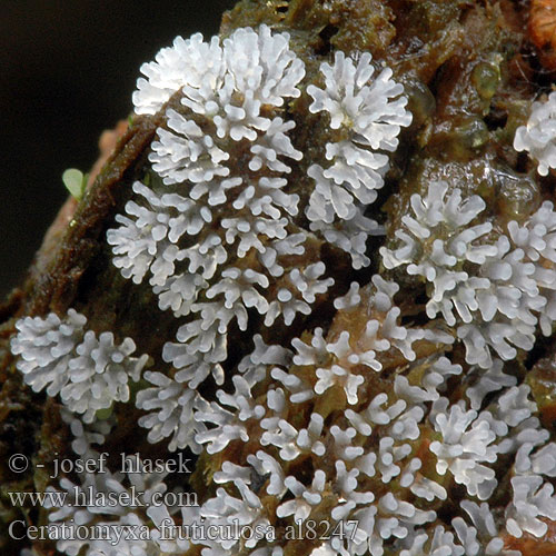 Ceratiomyxa fruticulosa Válečkovka keříčkovitá síťovitá Coral Slime Mold Rohačka kríčkovitá Kuin kääpä Slemhorn Jsvingertje ツノホコリ Schleimpilz Slimhorn Śluzek krzaczkowaty Цератомикса кустарничковая