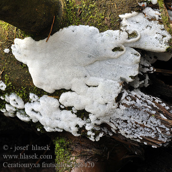 Coral Slime Mold Rohačka kríčkovitá Kuin kääpä Slemhorn Jsvingertje ツノホコリ Schleimpilz Slimhorn Śluzek krzaczkowaty Цератомикса кустарничковая Ceratiomyxa fruticulosa Válečkovka keříčkovitá síťovitá