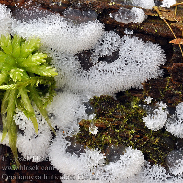 Ceratiomyxa fruticulosa bf6422