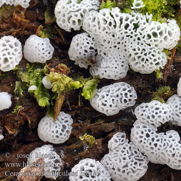 Цератомикса кустарничковая Ceratiomyxa fruticulosa Válečkovka keříčkovitá síťovitá Coral Slime Mold Rohačka kríčkovitá Kuin kääpä Slemhorn Jsvingertje ツノホコリ Schleimpilz Slimhorn Śluzek krzaczkowaty