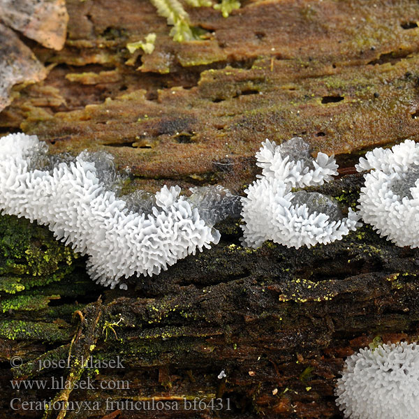 Ceratiomyxa fruticulosa bf6431