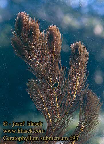 Ceratophyllum submersum Cornifle submergé Ceratofillo sommerso